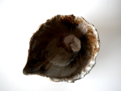Takashi Kimura [45. White-glazed Katakuchi (brown) ]